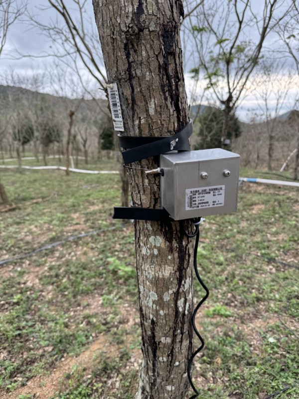 大樹直徑生長監(jiān)測(cè)系統(tǒng)在海南安裝驗(yàn)收！